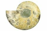 Cut & Polished Ammonite Fossil (Half) - Madagascar #317652-1